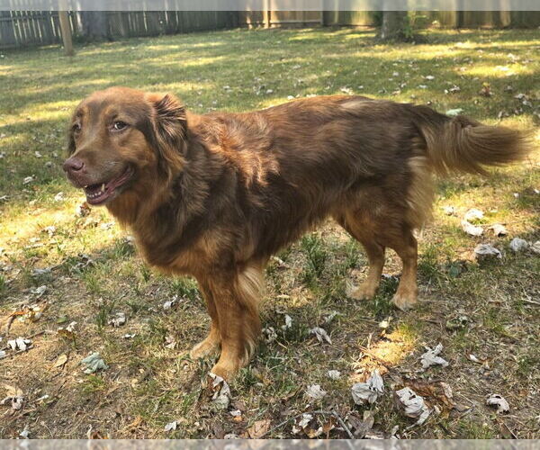 Medium Photo #4 Golden Retriever-Unknown Mix Puppy For Sale in Germanton, TN, USA