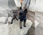 Small Photo #1 Belgian Malinois Puppy For Sale in CLOVIS, CA, USA