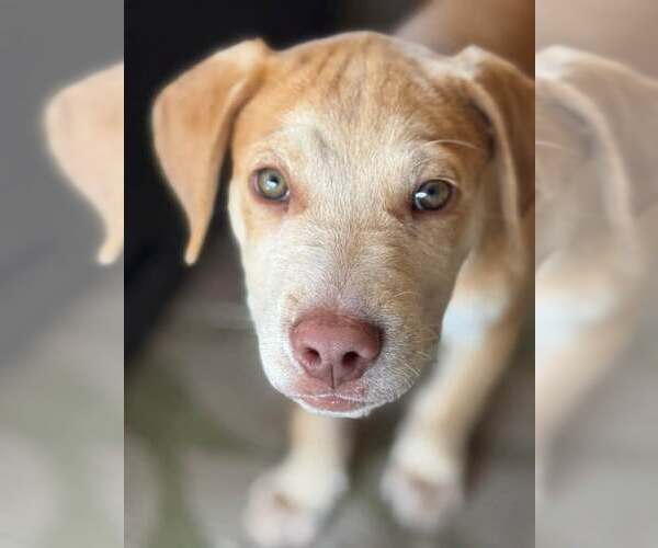 Medium Photo #2 Golden Labrador Puppy For Sale in Cave Creek, AZ, USA