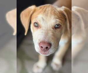 Zev - Male Golden Labrador Dog for Adoption - Photo #2