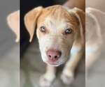Small Photo #2 Golden Labrador Puppy For Sale in Cave Creek, AZ, USA