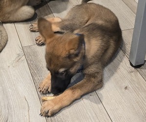 Medium German Shepherd Dog