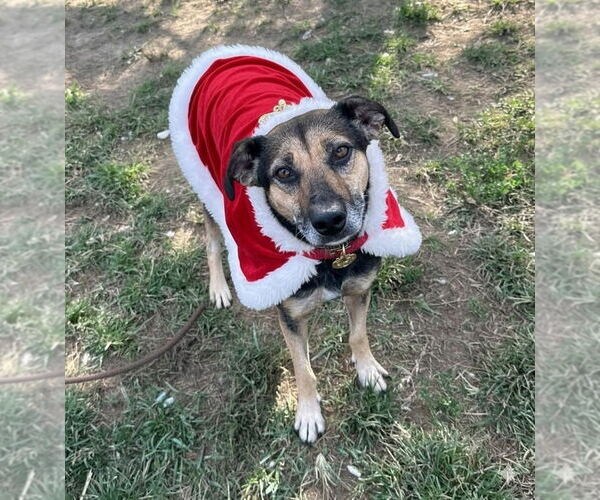 Medium Photo #5 Beagle-Unknown Mix Puppy For Sale in Evansville, IN, USA