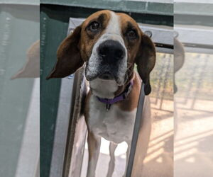 Beagle-Coonhound Mix Dogs for adoption in Osgood, IN, USA