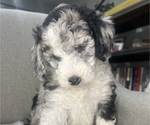 Small #9 Sheepadoodle