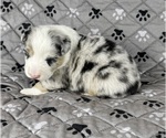 Puppy Boy Four Australian Shepherd