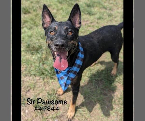 Medium Photo #2 German Shepherd Dog Puppy For Sale in Conroe, TX, USA