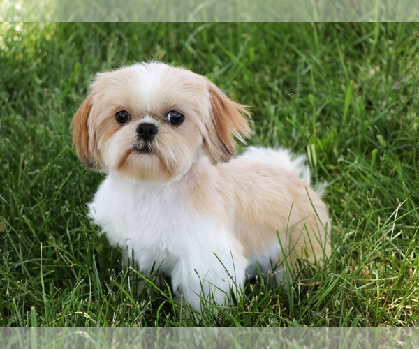 Medium Photo #1 Shih Tzu Puppy For Sale in SYRACUSE, IN, USA