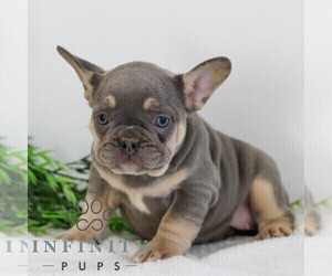 French Bulldog Puppy for sale in EPHRATA, PA, USA