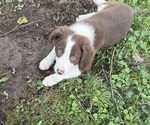 Puppy Jelly Borador
