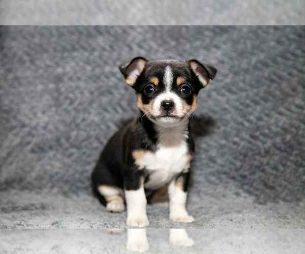 Medium Photo #3 Chihuahua Puppy For Sale in DELTA, PA, USA