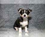 Small #2 Chihuahua