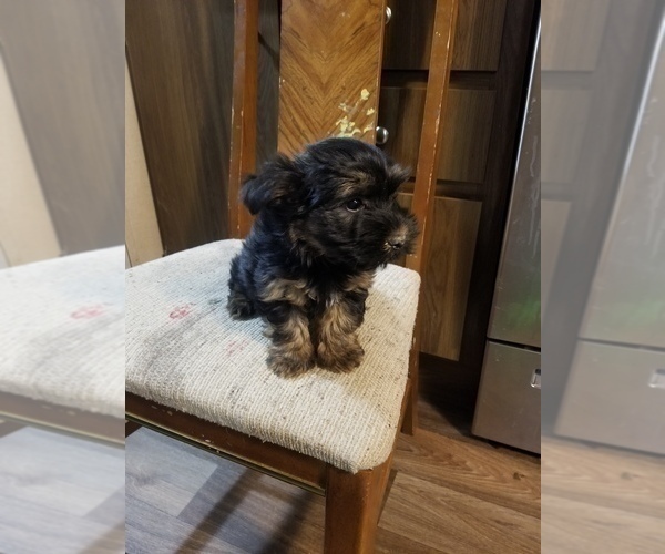 Medium Photo #6 Morkie Puppy For Sale in MCMINNVILLE, TN, USA