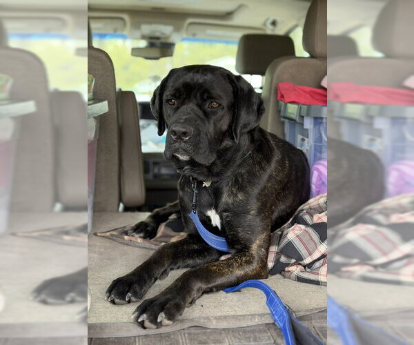 Medium Photo #2 Retriever -Unknown Mix Puppy For Sale in Duluth, MN, USA