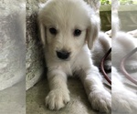 Small Photo #6 Golden Retriever Puppy For Sale in SCHNECKSVILLE, PA, USA