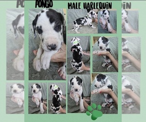 Great Dane Puppy for sale in CORONA, CA, USA