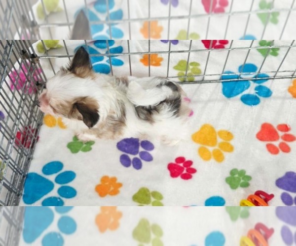 Medium Photo #9 Papitese Puppy For Sale in ORO VALLEY, AZ, USA