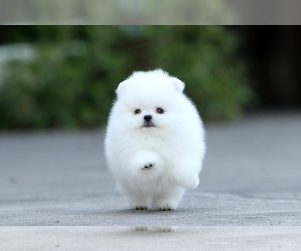 Medium Photo #3 Pomeranian Puppy For Sale in CINCINNATI, OH, USA