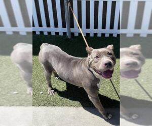 American Pit Bull Terrier Dogs for adoption in Modesto, CA, USA
