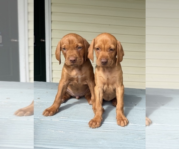 Medium Photo #1 Vizsla Puppy For Sale in WAVERLY, NY, USA