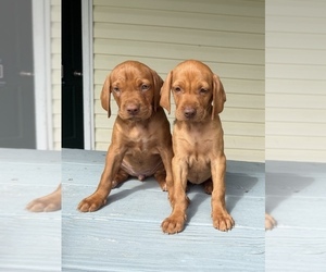 Vizsla Puppy for sale in WAVERLY, NY, USA