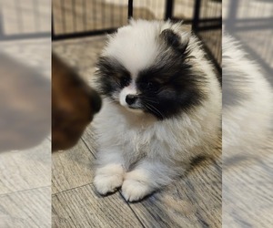 Pomeranian Puppy for sale in LONE ROCK, WI, USA