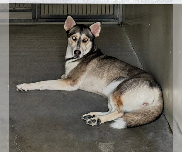 Medium Photo #2 Siberian Husky Puppy For Sale in San Bernardino, CA, USA