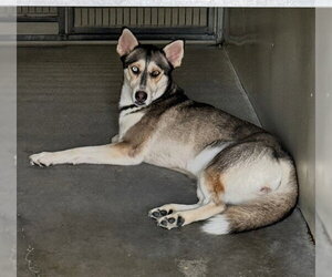 NAKEA - Female Siberian Husky Dog for Adoption - Photo #2