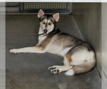 Small Photo #2 Siberian Husky Puppy For Sale in San Bernardino, CA, USA