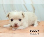 Image preview for Ad Listing. Nickname: Buddy