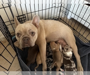 Mother of the Australian Shepherd-French Bulldog Mix puppies born on 04/25/2025