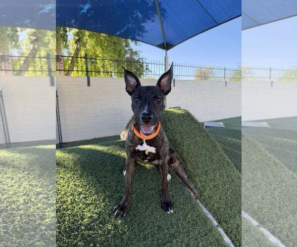 Medium Photo #3 Mutt Puppy For Sale in Tempe , AZ, USA