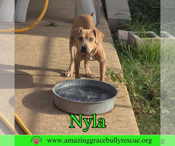 Medium Photo #4 Labrador Retriever-Unknown Mix Puppy For Sale in Pensacola, FL, USA