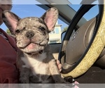 Puppy 1 French Bulldog