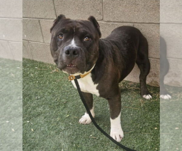 Medium Photo #2 American Pit Bull Terrier-Unknown Mix Puppy For Sale in Lakewood, CO, USA