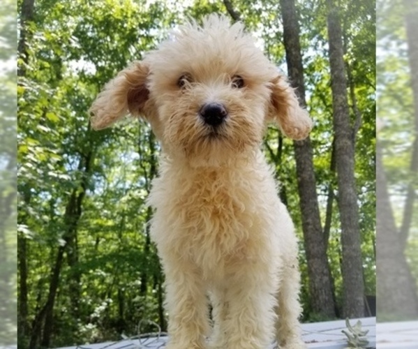 Medium Photo #5 Poodle (Standard) Puppy For Sale in SPARTA, TN, USA