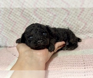 Poodle (Toy) Puppy for sale in CAMPBELLSVILLE, KY, USA