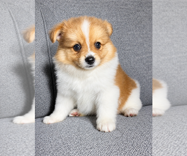 Medium Photo #2 Pomeranian Puppy For Sale in FAIR HAVEN, MI, USA