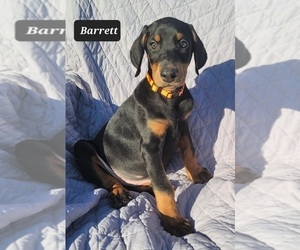 Doberman Pinscher Puppy for sale in POMEROY, OH, USA