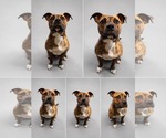 Small Photo #5 American Pit Bull Terrier-Unknown Mix Puppy For Sale in Oakhurst, NJ, USA