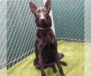 German Shepherd Dog-Unknown Mix Dogs for adoption in Downey, CA, USA