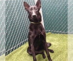 Small German Shepherd Dog Mix