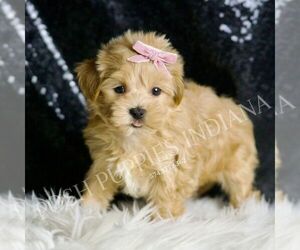 Maltipoo Puppy for sale in WARSAW, IN, USA