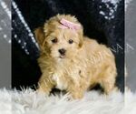 Small Maltipoo