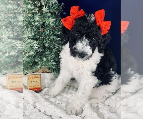 Medium Photo #6 Goldendoodle Puppy For Sale in DOLPH, AR, USA