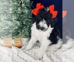Small Photo #6 Goldendoodle Puppy For Sale in DOLPH, AR, USA