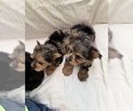 Puppy Puppy 2 Yorkshire Terrier