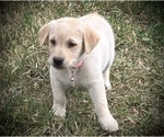 Image preview for Ad Listing. Nickname: Benalli