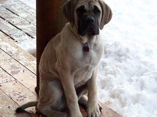 Mastiff Puppy for sale in DARBY, MT, USA