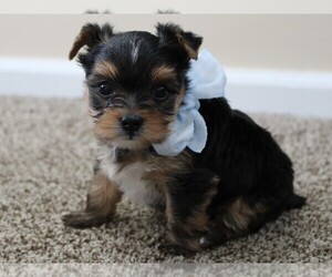 Yorkshire Terrier Puppy for sale in MALAD CITY, ID, USA